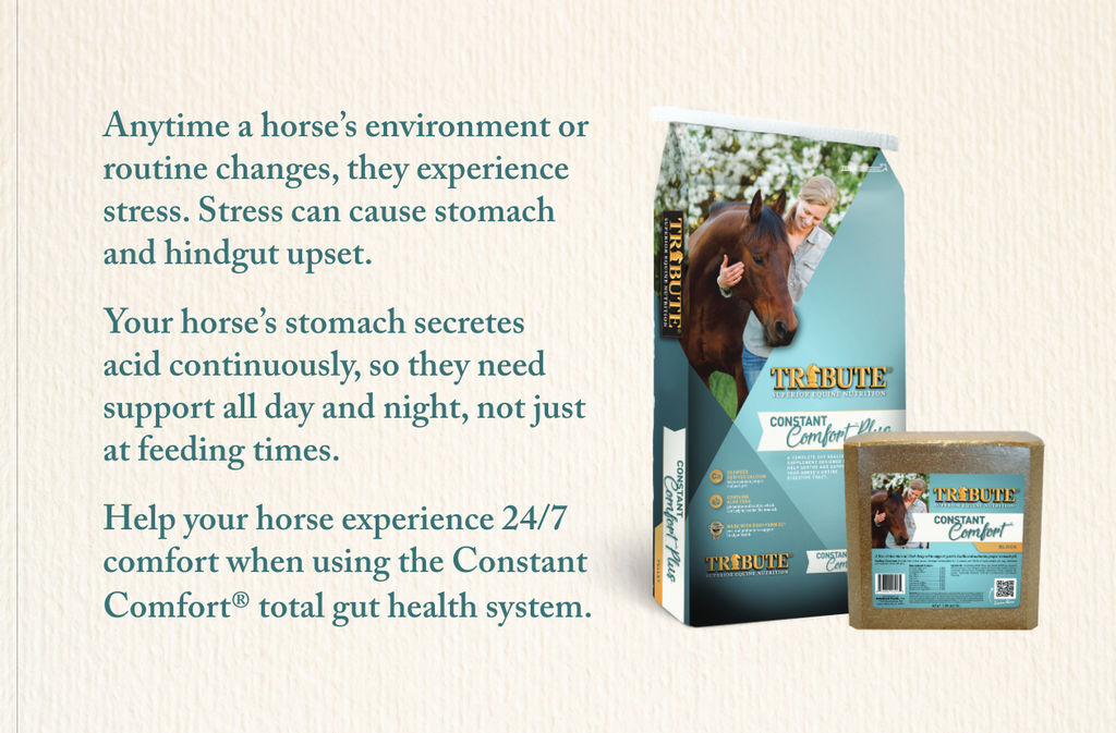 Constant Comfort® Plus